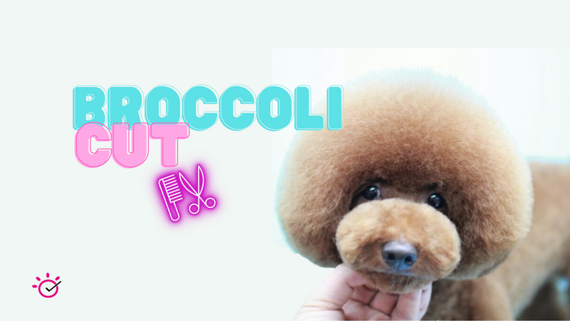 Tutorial taglio cane in Broccoli Cut e Diaper (effetto pannolino)