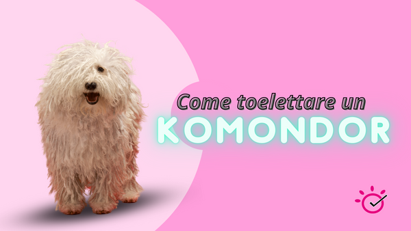 Come toelettare un cane Komondor. Preparazione, bagno, grooming, asciugatura e mantenimento.